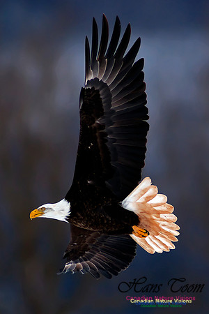 Bald Eagle