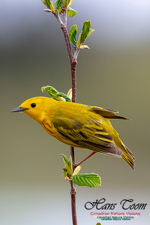 Yellow Warbler 41