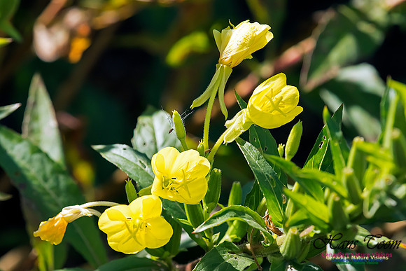 Evening Primrose