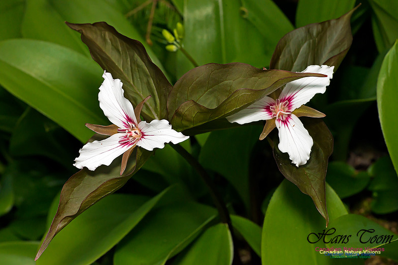 Painted Trillium