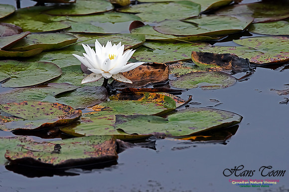 White Water Lily