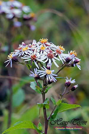 Purple-stemmed Aster