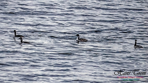 Horned Grebe 301