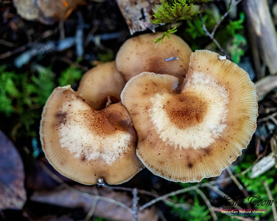 Fungus Walk In the Woodland 122