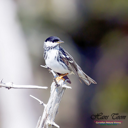 Blackpoll Warbler 9