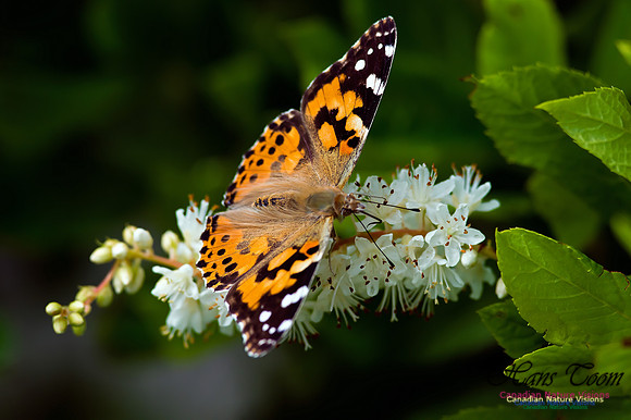 Painted Lady
