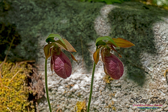 Pink Lady's Slipper Orchid 2020 4