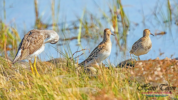 Baird's Sandpiper 102