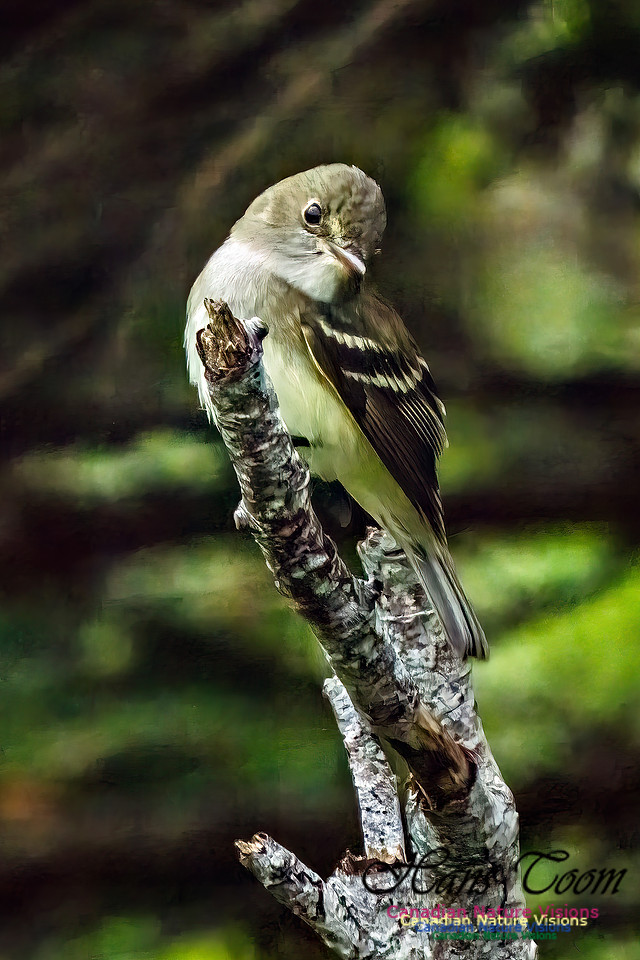 Alder Flycatcher 362
