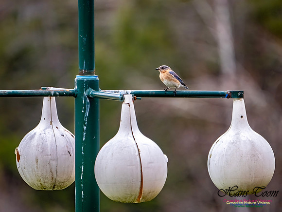 Eastern Bluebird 702