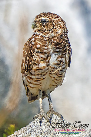 Burrowing Owl 402