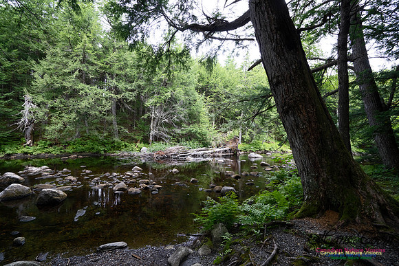 Woodland Walk Along Mersey River 105