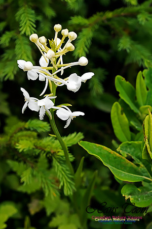 White Fringed Orchid
