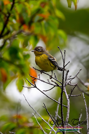 Magnolia Warbler 35