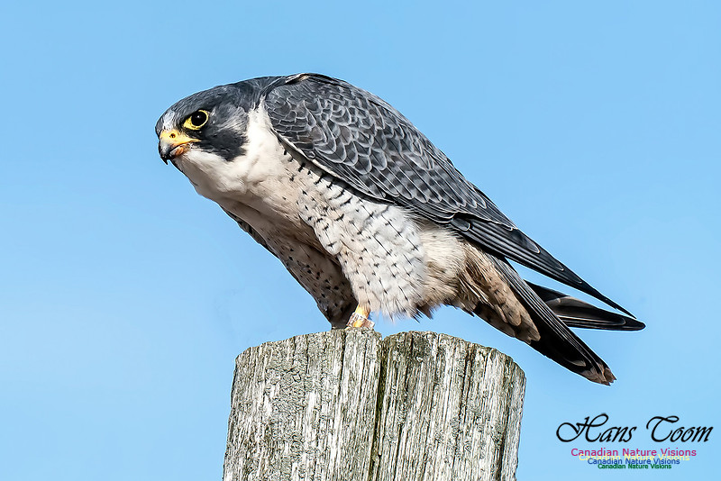 Peregrine Falcon