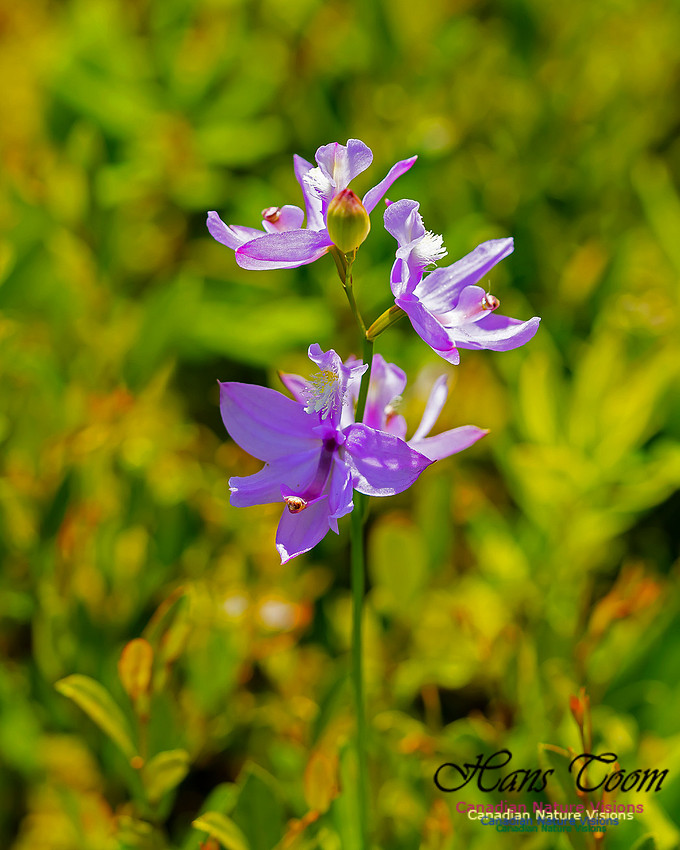 Grass Pink Orchid 102
