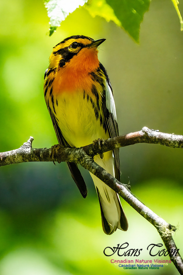 Blackburnian Warbler 101