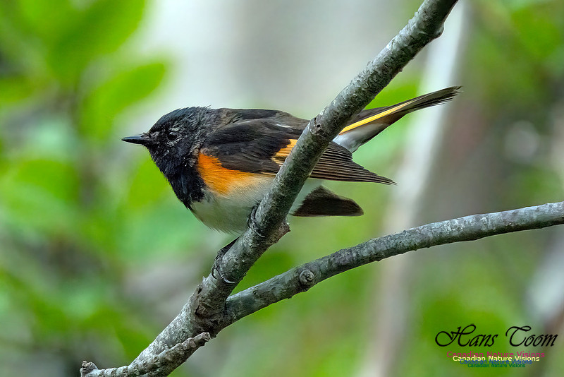 American Redstart 102