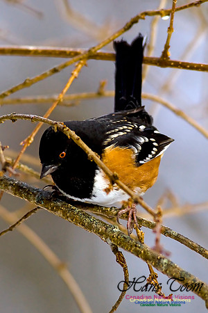 Spotted Towhee