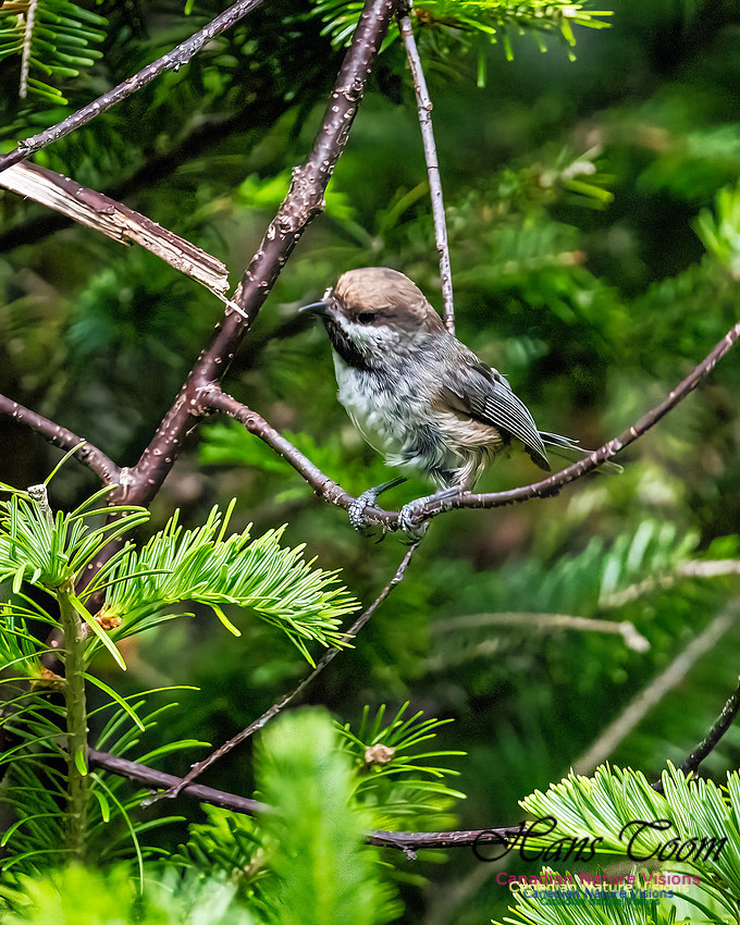 Boreal Chickadee 107