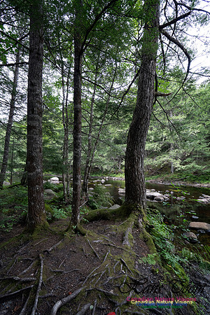 Woodland Walk Along Mersey River 104