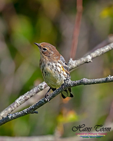 Yellow-rumped Warbler 204