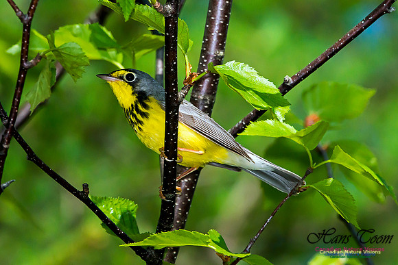 Canada Warbler