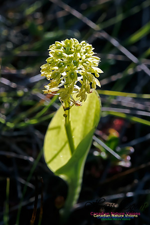 Green Adder's Mouth Orchid