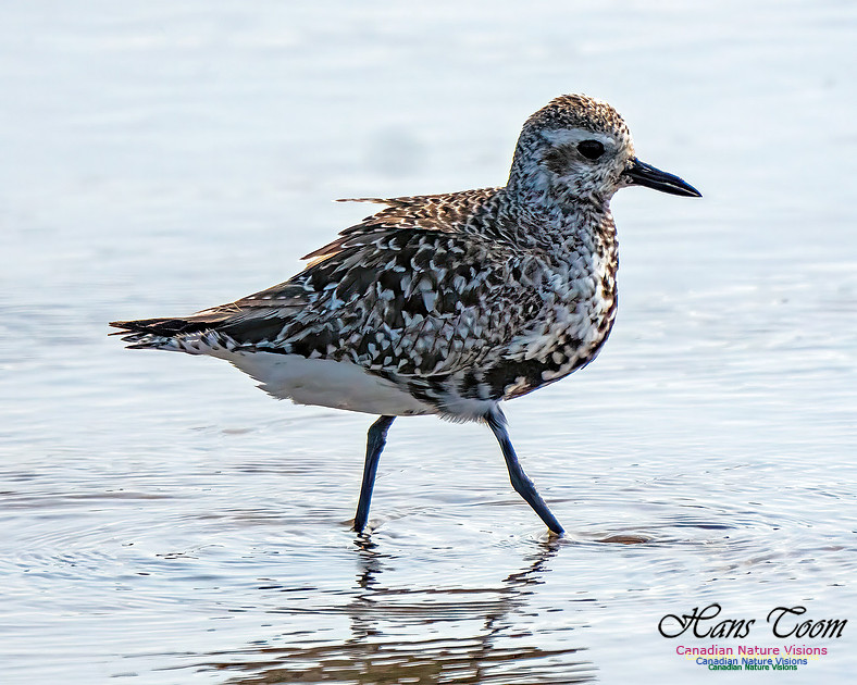 Black-bellied Plover 353