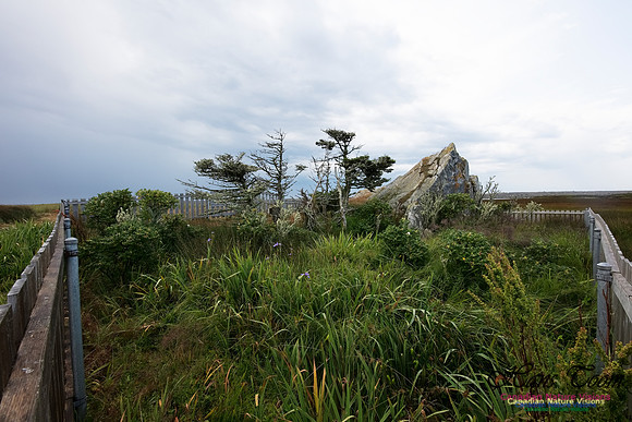 Cape Sable Forest 102