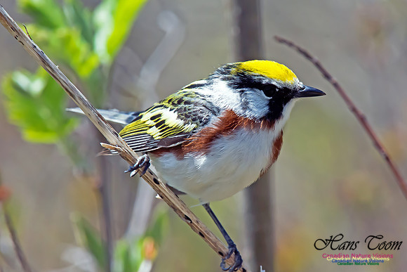Chestnut-sided Warbler