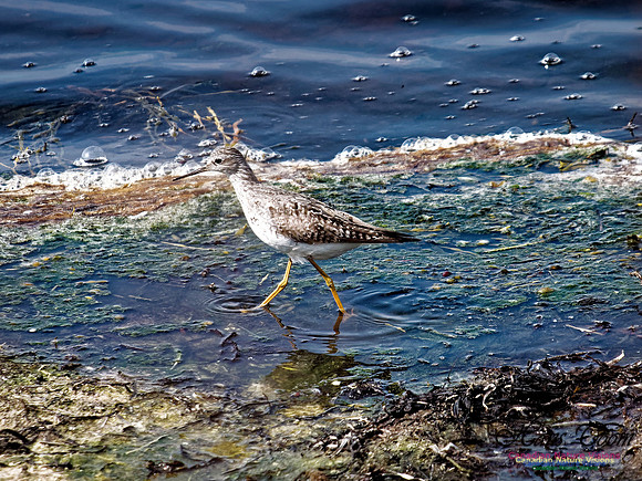 Cape Sable 2018 7