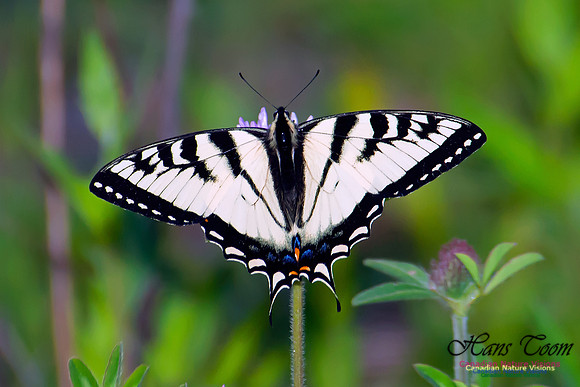 Tiger Swallowtail