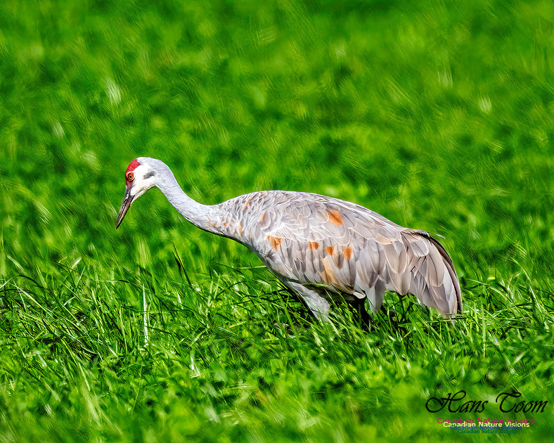 Sandhill Crane 356