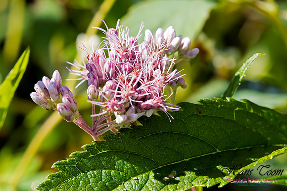 Joe-Pye Weed