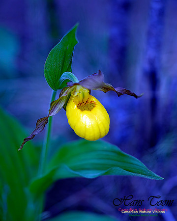 Yellow Lady's Slipper Orchid 105