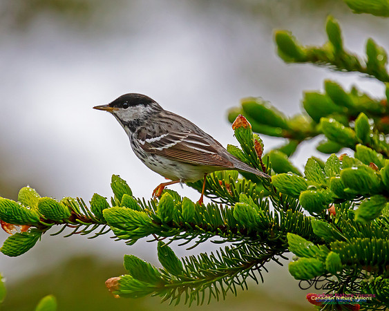 Blackpoll Warbler 104