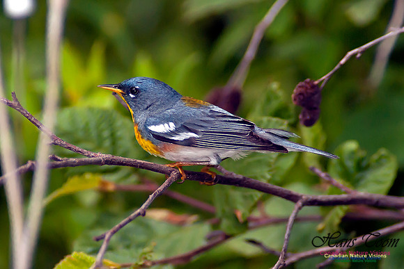 Northern Parula
