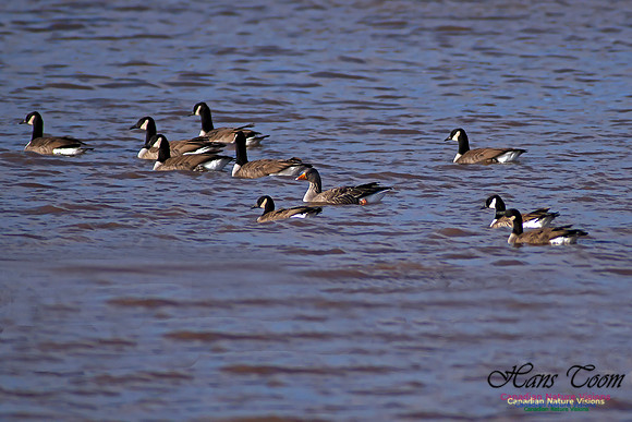 Graylag Goose