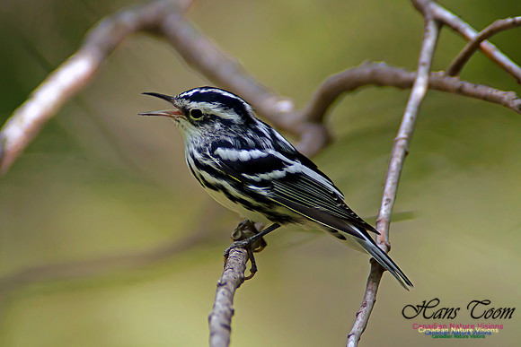 Black-and-White Warbler