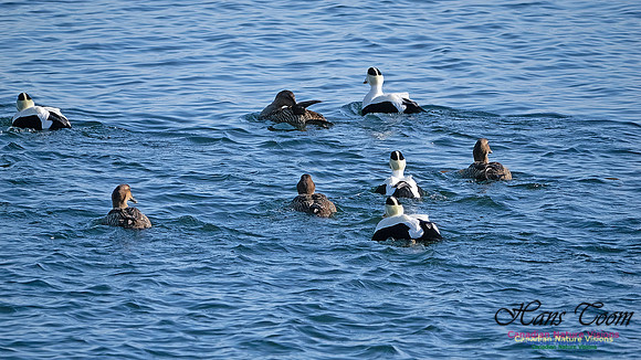Common Eider 100