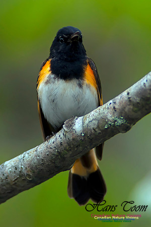 American Redstart