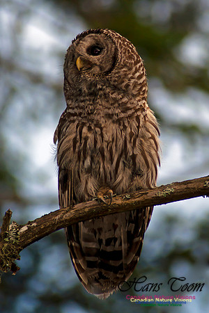 Barred Owl