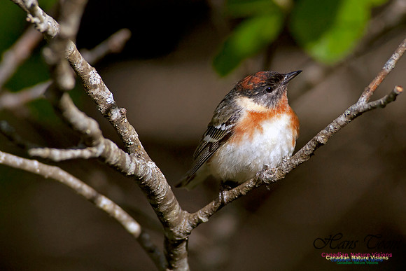 Bay-breasted Warbler