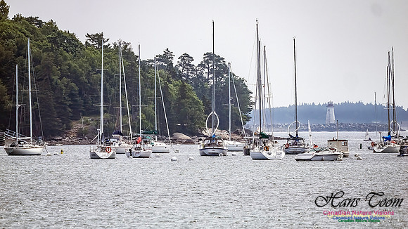 Sailboats at Northwest Arm 100