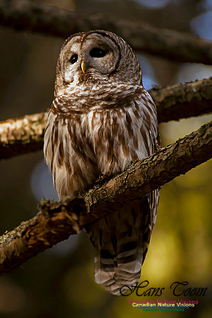Barred Owl