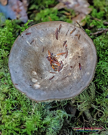 Fungi Walk 102