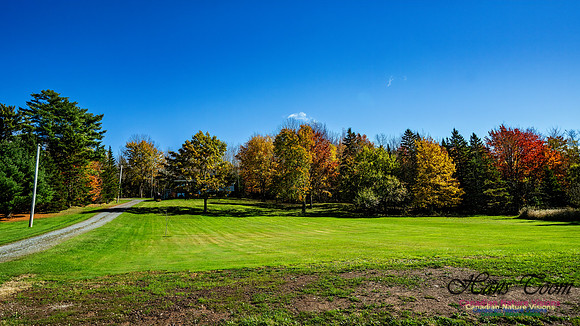 Last Fall Colours of 2024 109