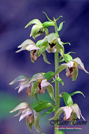 Helleborine Orchid 101