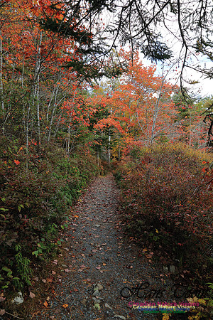 Bell Park